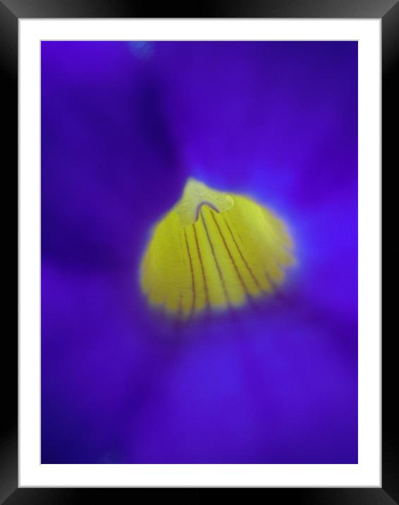 blue and yellow Framed Mounted Print by Heather Newton