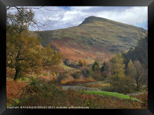 "Autumn at Helvellyn" Framed Print by ROS RIDLEY