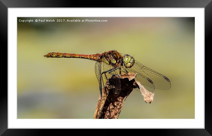 Common Hawker Dragonfly  Framed Mounted Print by Paul Welsh