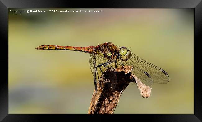 Common Hawker Dragonfly  Framed Print by Paul Welsh