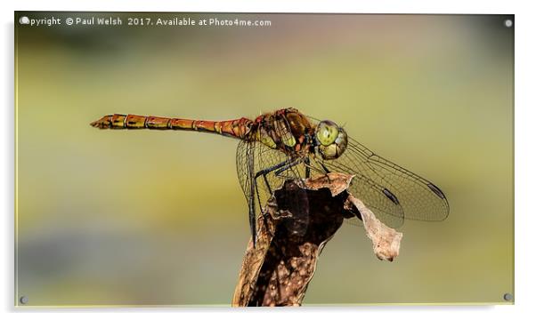 Common Hawker Dragonfly  Acrylic by Paul Welsh