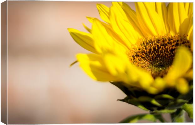 Sunflower  Canvas Print by Dundee Photography