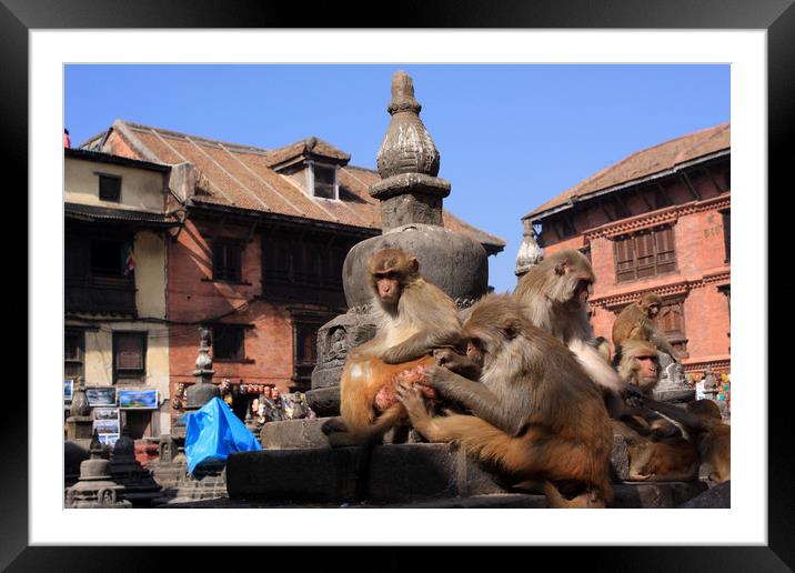Monkeys At Swayambhunath Temple, Kathmandu  Framed Mounted Print by Aidan Moran