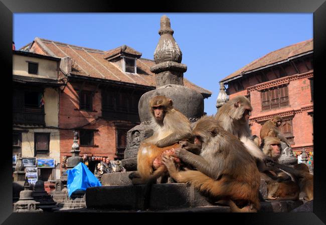 Monkeys At Swayambhunath Temple, Kathmandu  Framed Print by Aidan Moran