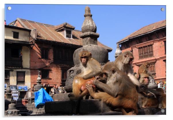 Monkeys At Swayambhunath Temple, Kathmandu  Acrylic by Aidan Moran