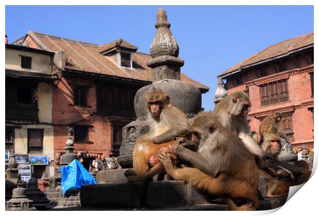 Monkeys At Swayambhunath Temple, Kathmandu  Print by Aidan Moran
