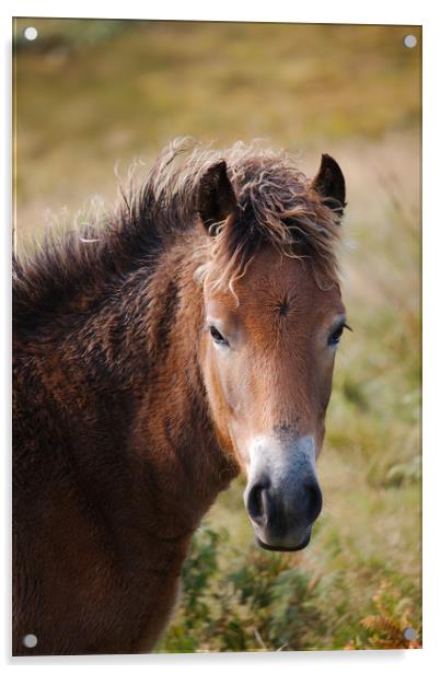 Exmoor Pony Acrylic by Simon J Beer
