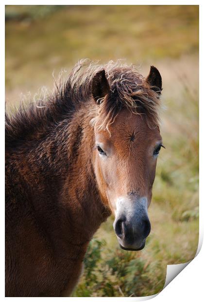 Exmoor Pony Print by Simon J Beer