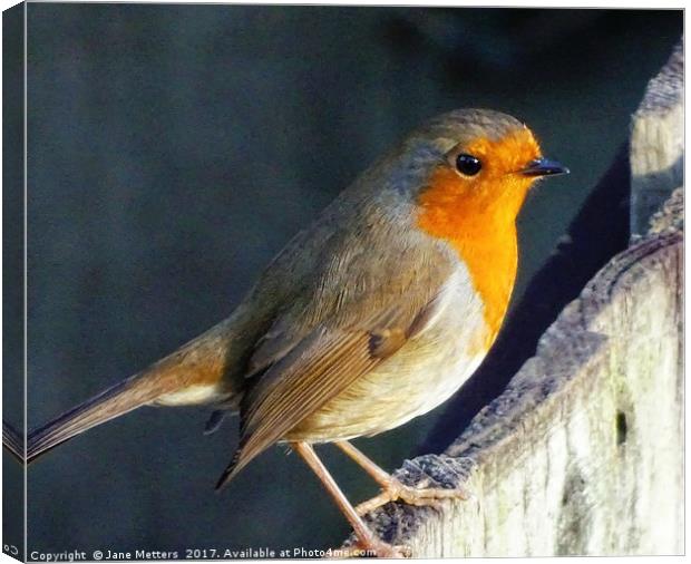     Robin on the Fence                           Canvas Print by Jane Metters