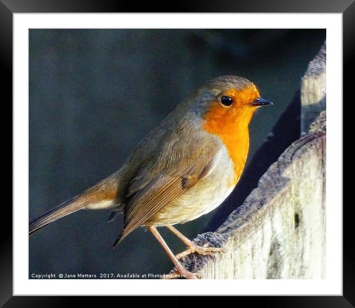     Robin on the Fence                           Framed Mounted Print by Jane Metters