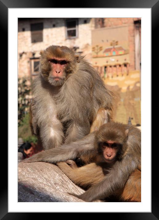 Kathmandu Street Monkeys  Framed Mounted Print by Aidan Moran