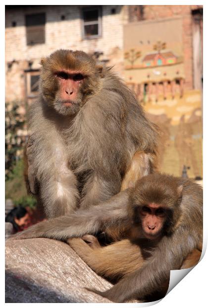 Kathmandu Street Monkeys  Print by Aidan Moran