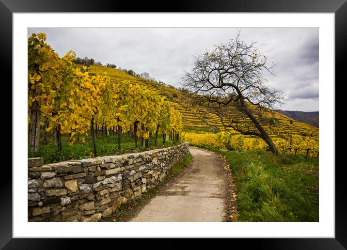 Vineyards in Wachau valley. Austria. Framed Mounted Print by Sergey Fedoskin