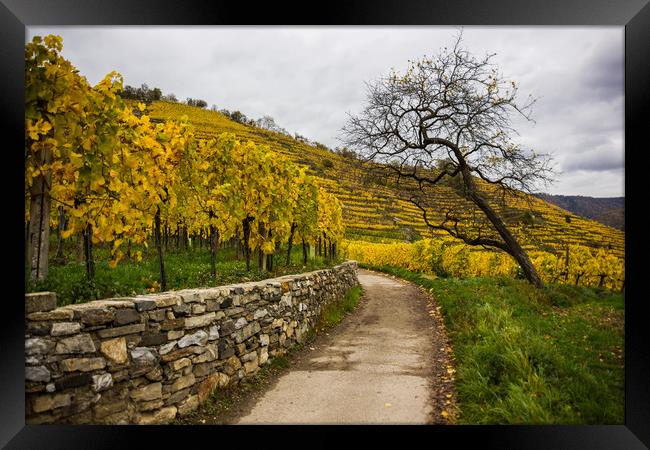 Vineyards in Wachau valley. Austria. Framed Print by Sergey Fedoskin