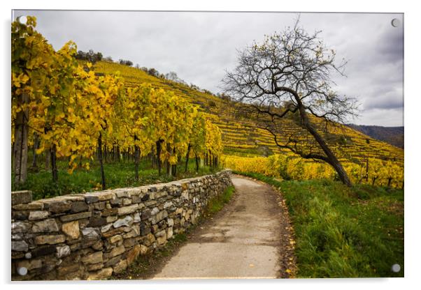 Vineyards in Wachau valley. Austria. Acrylic by Sergey Fedoskin