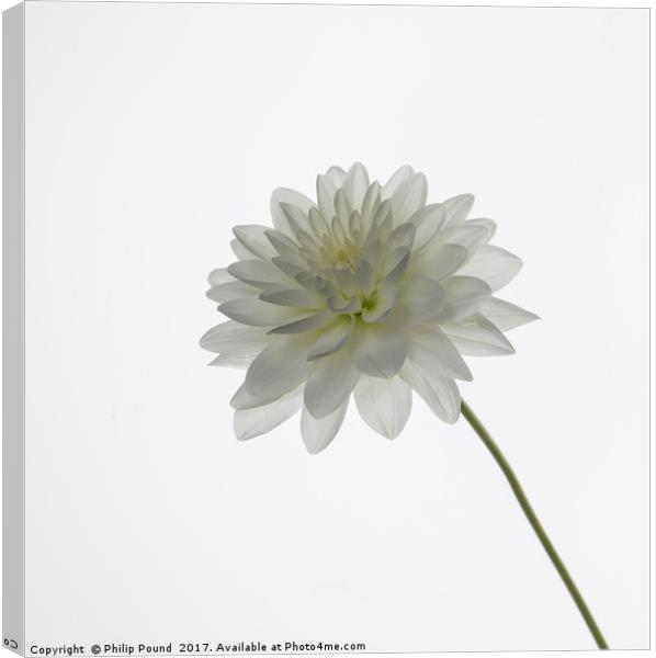 White Dahlia Flower Canvas Print by Philip Pound