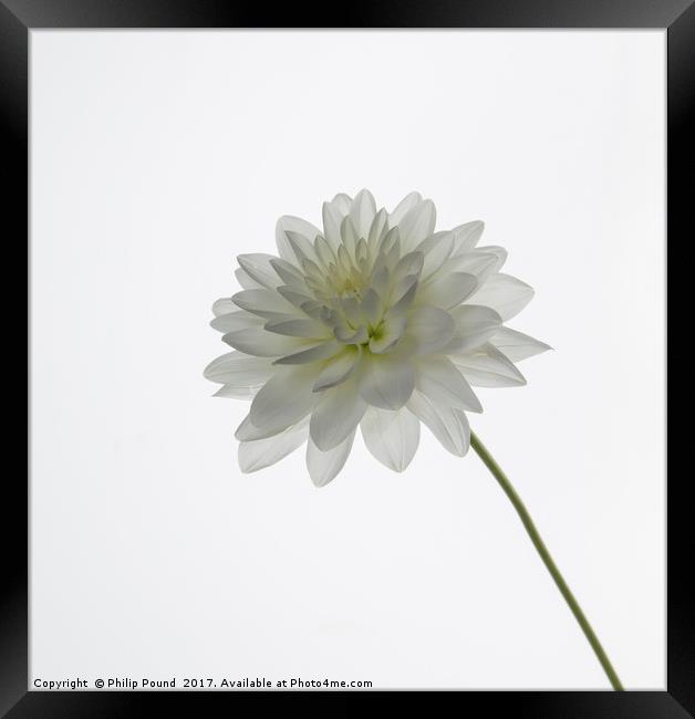 White Dahlia Flower Framed Print by Philip Pound