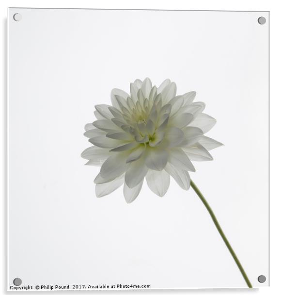 White Dahlia Flower Acrylic by Philip Pound
