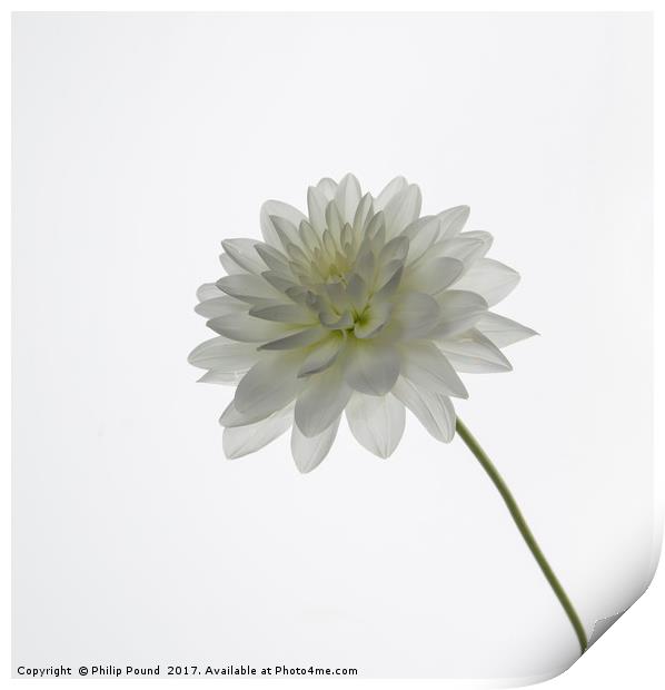 White Dahlia Flower Print by Philip Pound