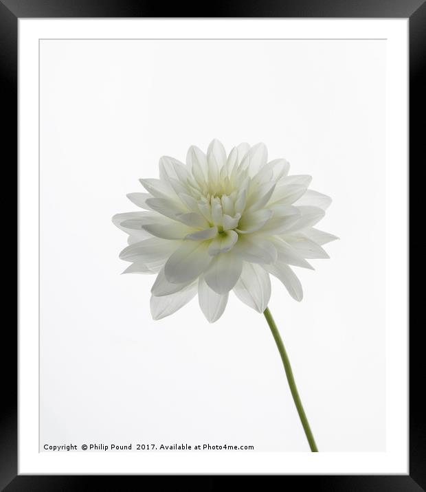White Dahlia Flower Framed Mounted Print by Philip Pound