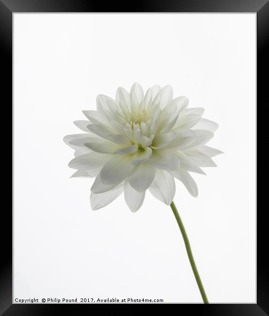White Dahlia Flower Framed Print by Philip Pound