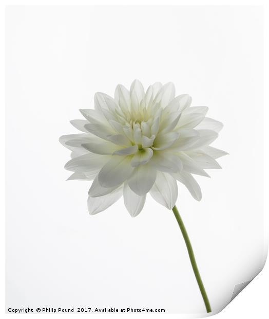 White Dahlia Flower Print by Philip Pound