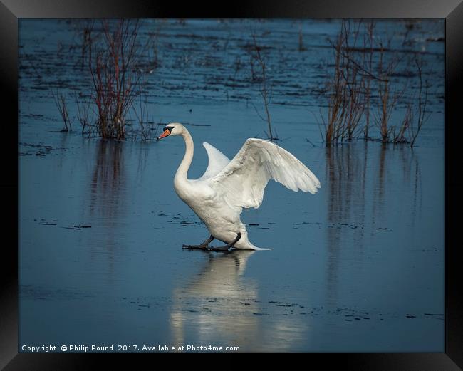 Mute Swan on Ice Framed Print by Philip Pound