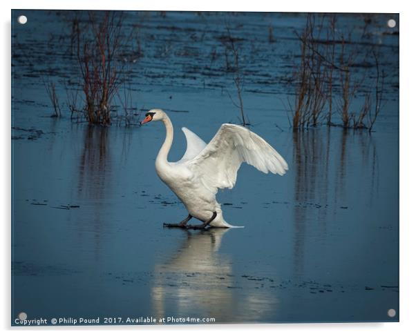 Mute Swan on Ice Acrylic by Philip Pound