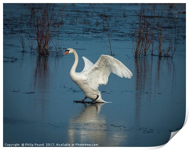 Mute Swan on Ice Print by Philip Pound