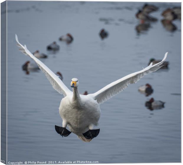 Whooper Swan Landing Canvas Print by Philip Pound