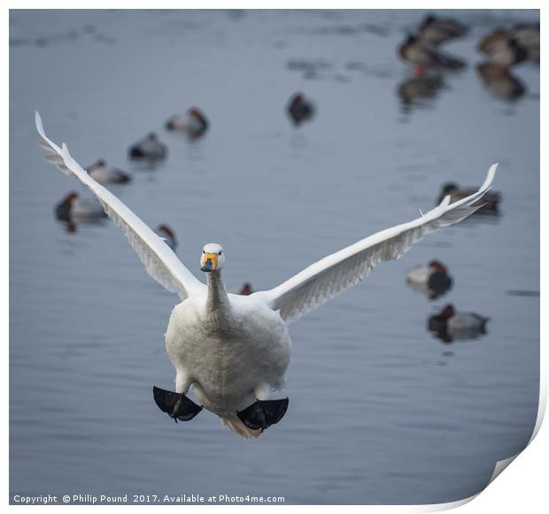 Whooper Swan Landing Print by Philip Pound