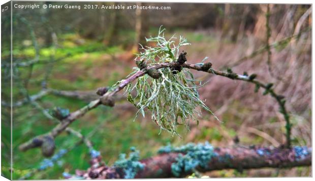 Lichen on a Twig Canvas Print by Peter Gaeng