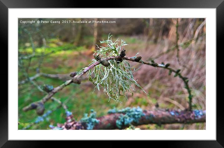 Lichen on a Twig Framed Mounted Print by Peter Gaeng