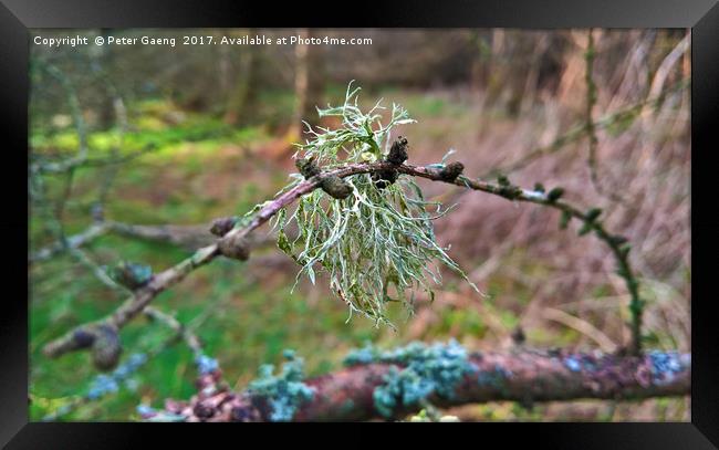 Lichen on a Twig Framed Print by Peter Gaeng