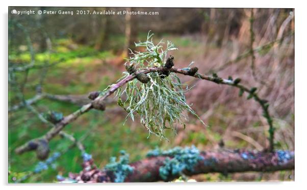 Lichen on a Twig Acrylic by Peter Gaeng