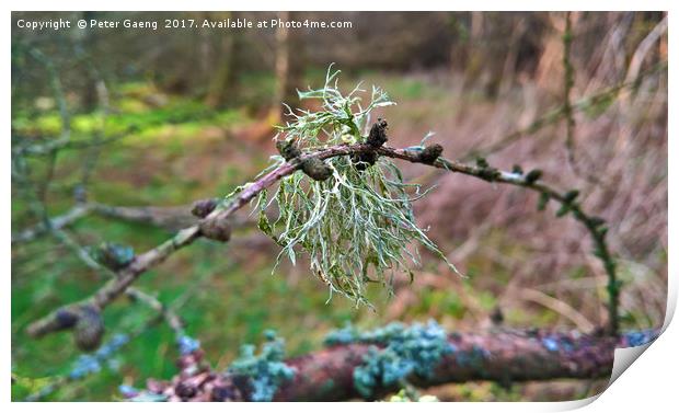 Lichen on a Twig Print by Peter Gaeng