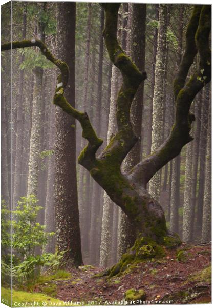 Twisted Tree Canvas Print by Dave Williams