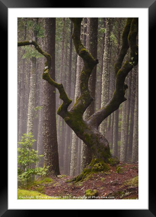 Twisted Tree Framed Mounted Print by Dave Williams