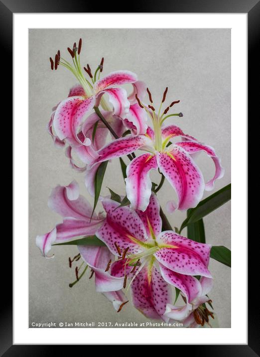 Pink Lillies Framed Mounted Print by Ian Mitchell