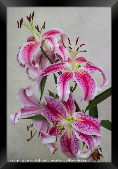 Pink Lillies Framed Print by Ian Mitchell
