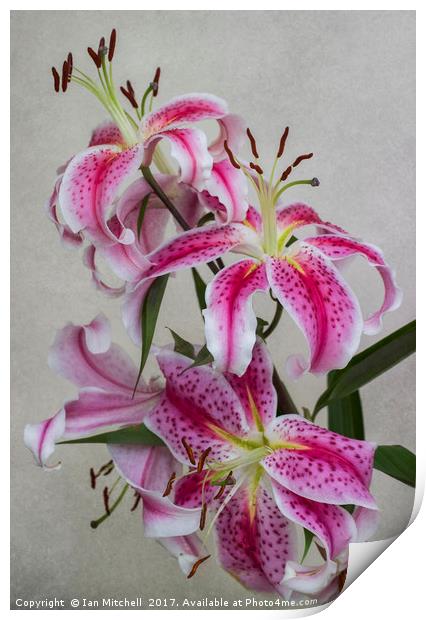 Pink Lillies Print by Ian Mitchell