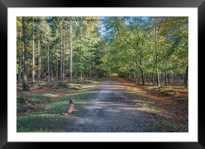 Autumn in the New Forest Framed Mounted Print by Sue Knight