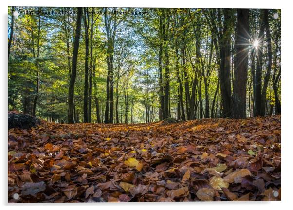 A leafy New Forest walk Acrylic by Sue Knight