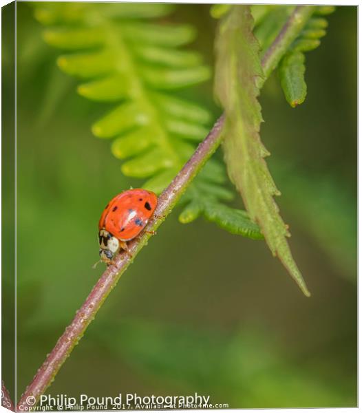 Red Ladybird Canvas Print by Philip Pound