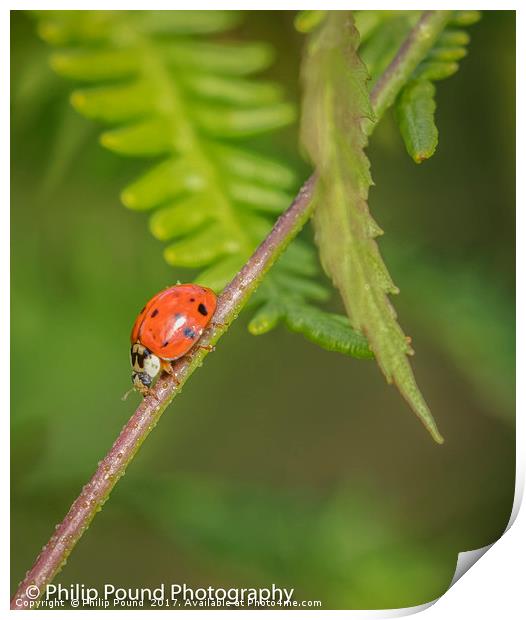 Red Ladybird Print by Philip Pound
