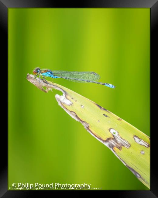 Red Eyed Dragonfly Framed Print by Philip Pound