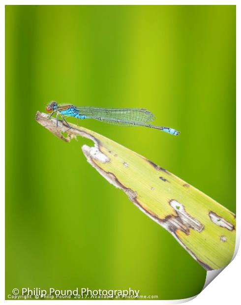 Red Eyed Dragonfly Print by Philip Pound