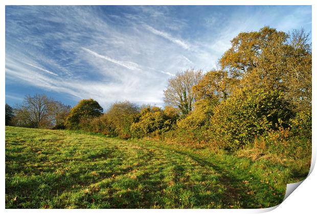 Bincombe Beeches in Autumn                        Print by Darren Galpin