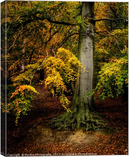 Autumn Tree Canvas Print by Dundee Photography