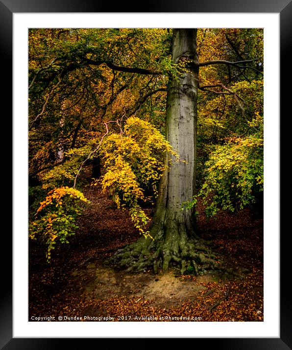 Autumn Tree Framed Mounted Print by Dundee Photography